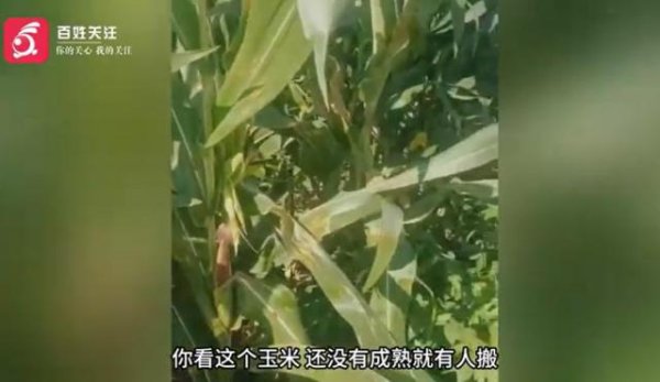 线上股票配资门户 游客驾驶奔驰偷玉米被抓现行 六盘水一村民：她说给十块钱放她走